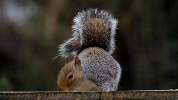 Grey Squirrel, Sciurus carolinensis, feeding. UK