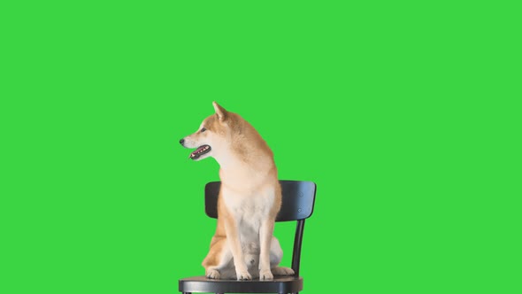 Cute Smiling Puppy Shiba Inu Dog Sitting on a Chair on a Green Screen Chroma Key