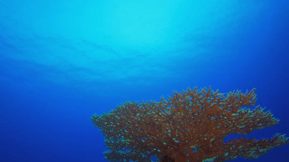 Blue Sea Coral Reef