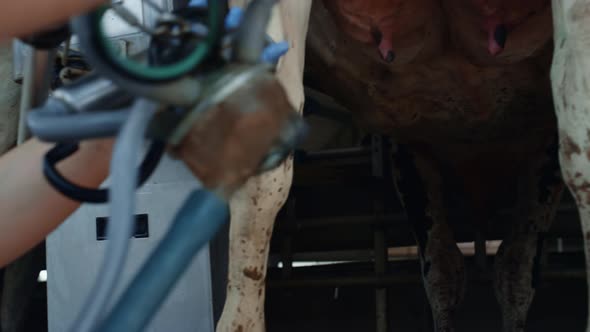 Farmer Using Milking System Working in Cowshed Producing Organic Dairy Closeup
