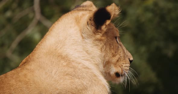 Lion Cub Looking Away