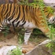 A tiger relaxed walks over the rocks - VideoHive Item for Sale