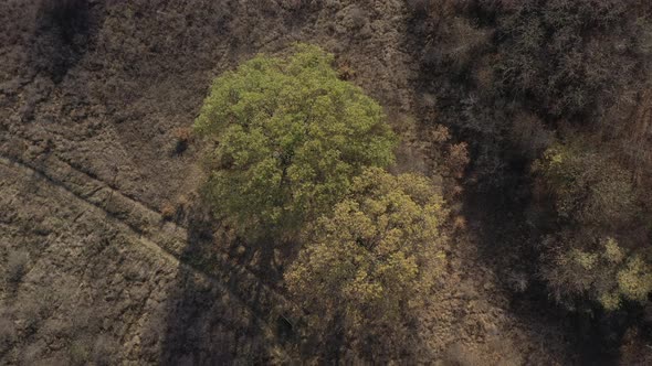 Flying over oak tree from genus Quercus 4K drone footage