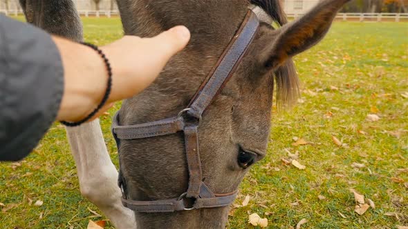 Male Hand Stroking a Horse