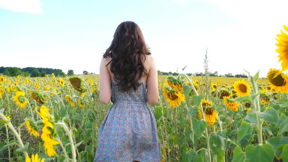 Unrecognizable Pretty Girl Walking Among Blooming Sunflowers