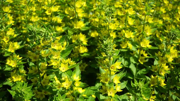 Shrubs With Bright Yellow Flowers Bloomed In The Garden.