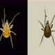 Acari(mite) Under a Microscope, Order of the Mesostigmata, Arachnida Class - VideoHive Item for Sale