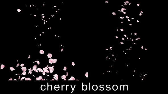 Cherry Blossom 4 Pack