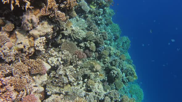 Many Red Small Fish Swim Among Corals in Red Sea