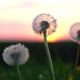 Amazing Dandelion Flower on Summer Field - VideoHive Item for Sale