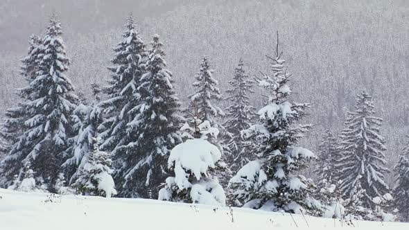 Panoramic landscape with evergreen pine trees covered with fresh snow during heavy snowfall