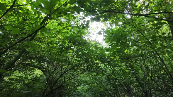 Forest with Trees on a Summer Day Slow Motion