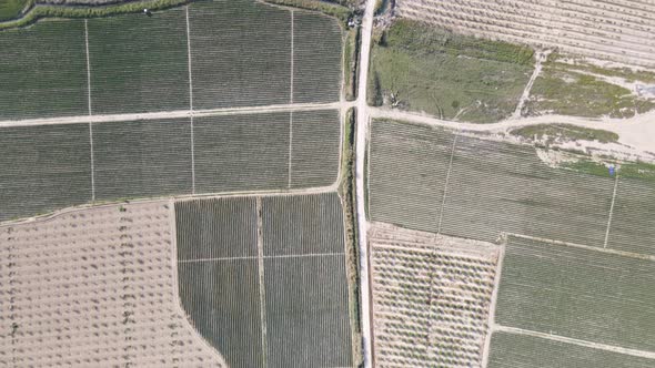 Aerial Agriculture Field