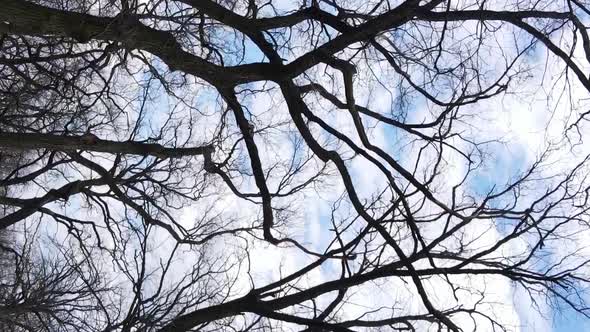 Vertical Video of the Forest with Trees Without Leaves