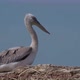 Young Dalmatian Pelican or Pelecanus Crispus in a Wild - VideoHive Item for Sale