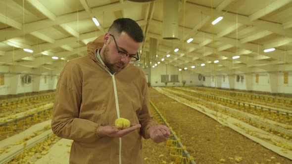 Happy Farmer Feeds Chicken on Hand in Poultry Farm