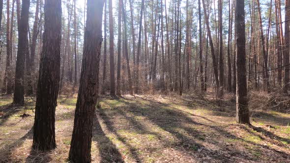 Inside a Pine Forest By Day Slow Motion