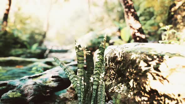 Foggy Spring Morning in the Leafy Woods Highlighted By the Sun Rays alt