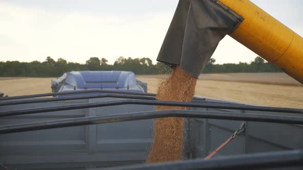 Combine Loading Wheat Grains in Truck, Close Up Pouring of Fresh Rye Into Trailer, Yellow Dry