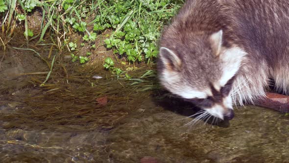 Young Raccoon in water stream looking for food during sunny day in nature.Slow motion track shot.