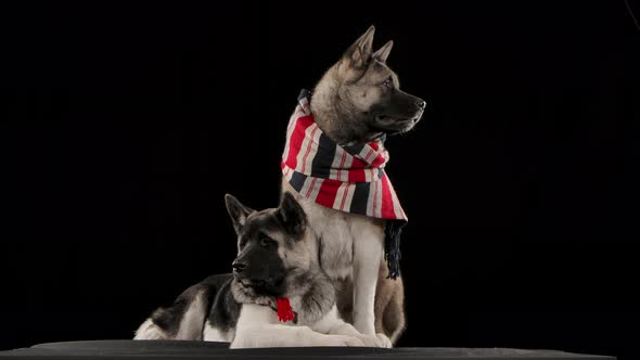 A Pair of American Akitas Posing in the Studio Against a Black Background. A Larger Dog Sits in Full