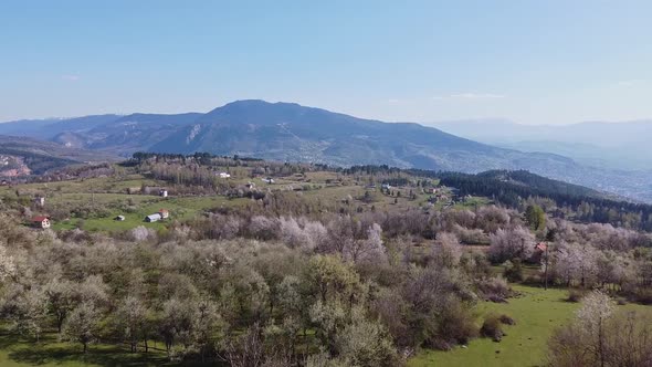 Aerial Shot Of Vegetation And Trees In The Spring V1