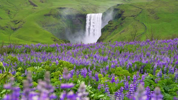 Skogafoss Waterfall in Iceland in Summer