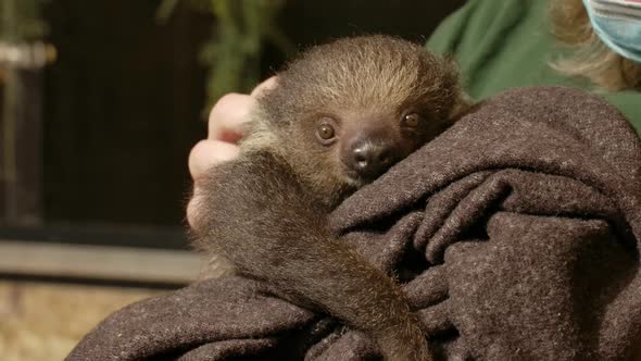 Human petting a baby sloth