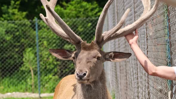 Man Hand Stroking Deer Antlers at the Zoo