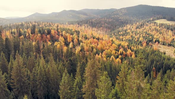 Forest Autumn Mountains Aerial Sunset Tree Season Hill Wood