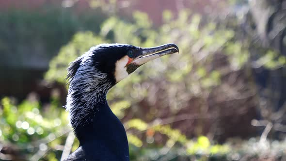 Close up: Head of Wild Cormorant outdoors in nature during sunny day - slow motion