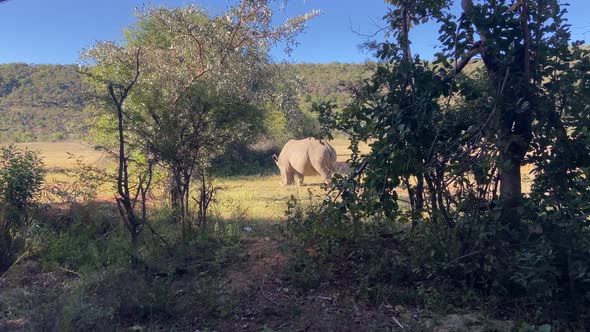 Wild White Rhino Safari In Africa. African Savannah Wildlife.