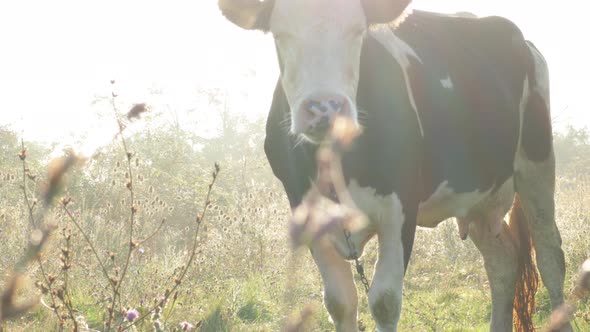 Sunrise in the Background of a Meadow with a Cow in Fog