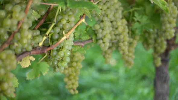 Ripe Grapes on the Vine for Cooking Wine