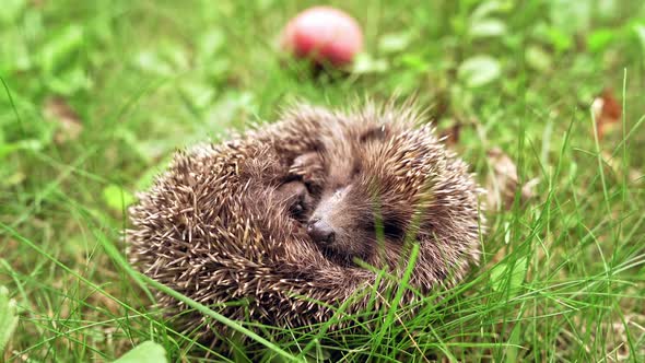 Little hedgehog in grass. Forest hedgehog on a background of green grass
