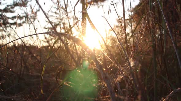 Sunset In A Forest In Autumn