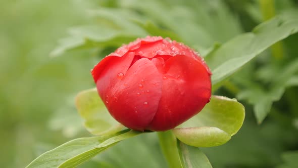 Red Peony family Paeoniaceae plant slow-mo close-up 1920X1080 HD footage - Slow motion of Paeonia pe