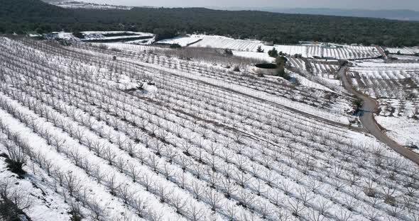 Aerial view of a dry vineyard in the snow, Golan Heights, Israel.