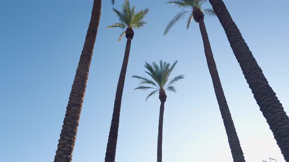 Walking Under Royal Palms, Low Angle View of Tropical Trees Rows