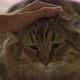 Petting a young highland lynx cat with a short tail and short ears - VideoHive Item for Sale