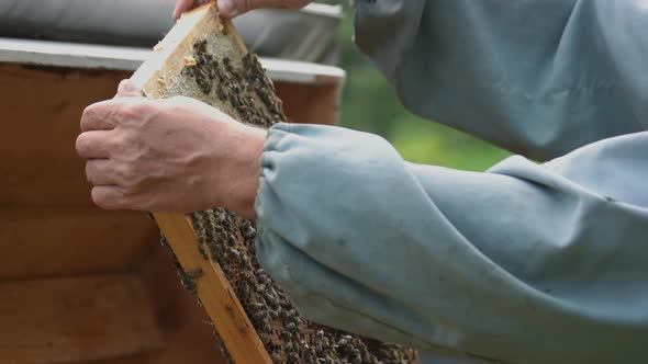 Hands of Beekeeper Holding Frame with Honeycomb