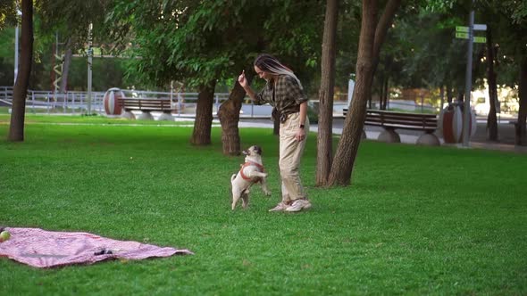 Young Girl Playing with Pug Dog in Park the Dog is Running Jumping Trying to Catch Kickshaw