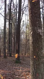 Vertical Video of an Autumn Forest During the Day