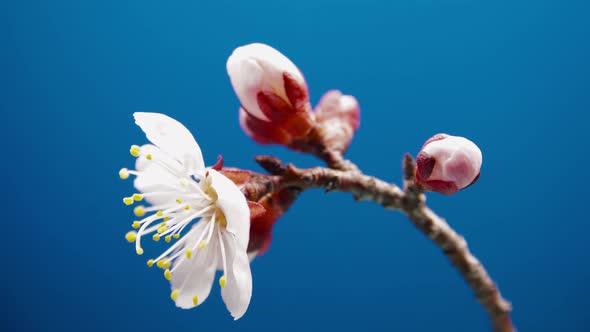 Spring Apricot Tree Flowers 