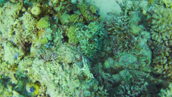 Octopus on Coral Reef