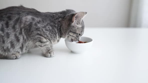 Beautiful Feline Cat Eating on a White Bowl