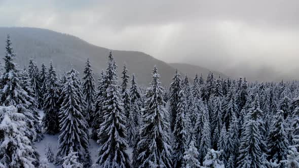 Aerial Flying Above Winter Forest in Mountain Valley 