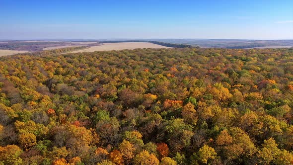 Wood and trees in autumn. Aerial view of colorful fall foliage of forest in countryside