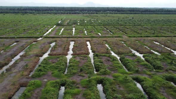 Aerial view young oil palm is grow