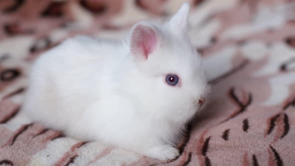 Beautiful white rabbit sitting in bed.